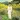 John Denver’s Greatest Hits, Volume 2