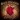 Cardiology