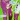 Midnite Vultures