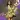 Dance Love Pop