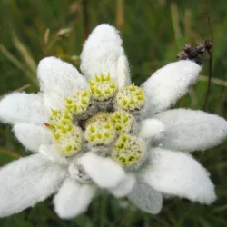 Edelweiss