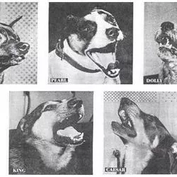 The Singing Dogs (Medley)