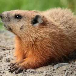 The Woodchuck Song