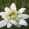 Edelweiss