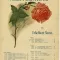 Mighty Lak' a Rose