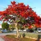 Poinciana