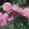 The Last Rose of Summer