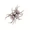Can't Wait